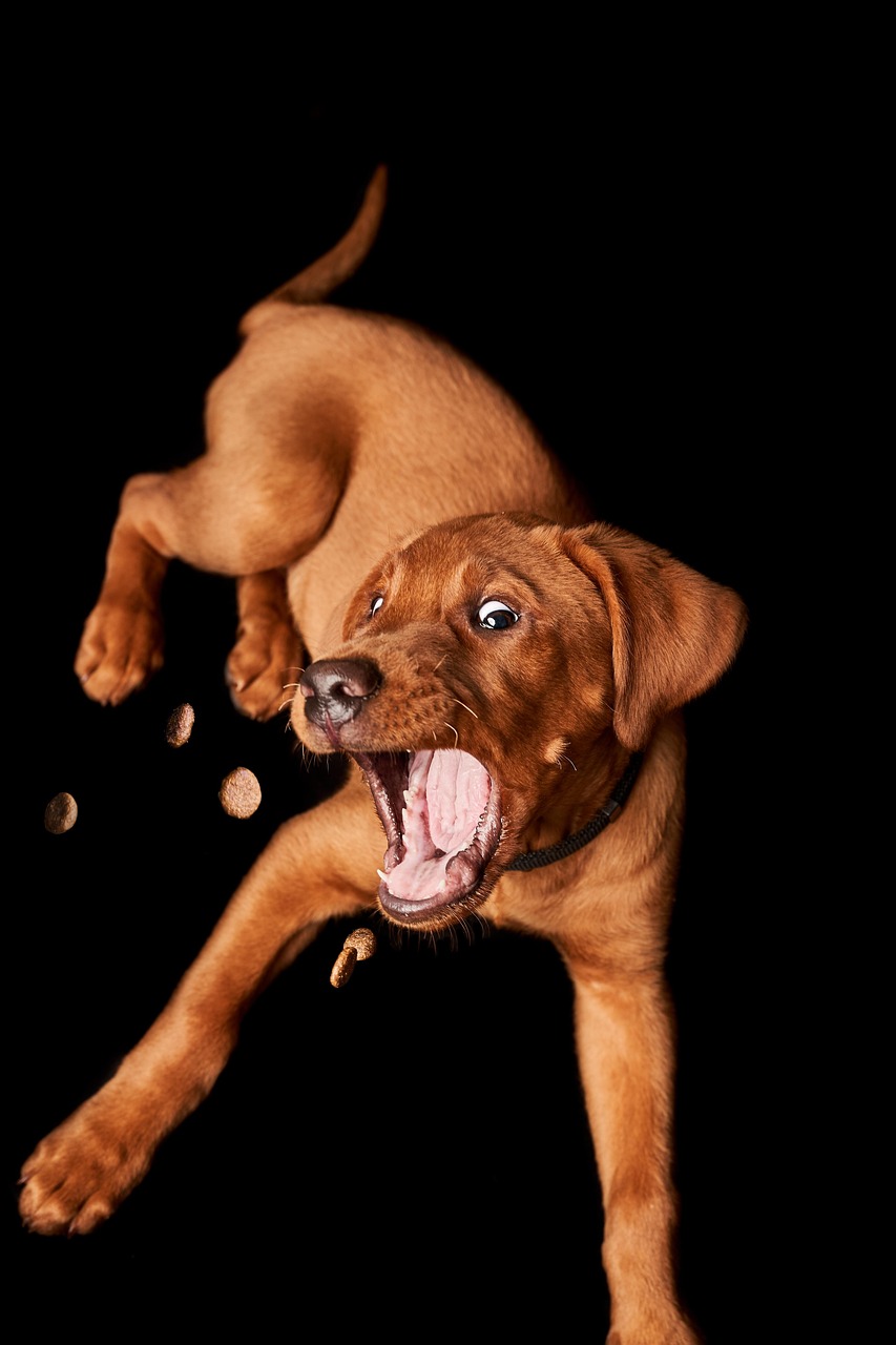 dog, puppy, catch, treat, domestic animal, animal, nature, cute, small, adorable, labrador, mammal, lie, pet, portrait, young