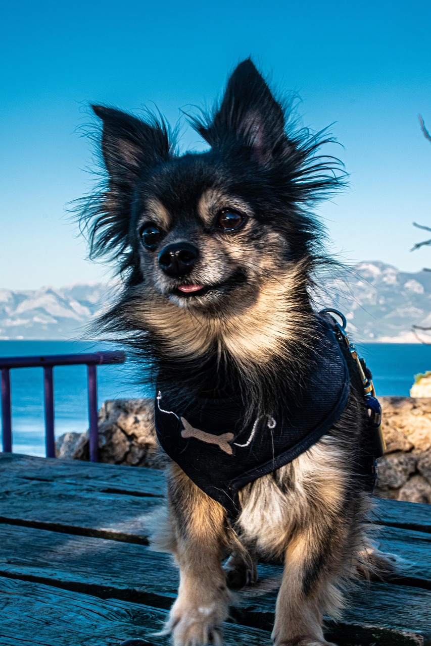 dog, pet, puppy, friendship, animal, cute, nature, trust, portrait, friends, small, chihuahua, blue pets, blue friendship